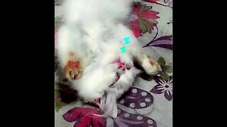 Queen Kitten Has Her Own Way Of Sleeping