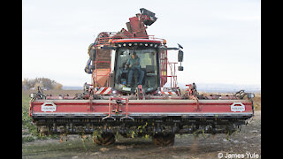 Palesk and Madden Farms - Sugar Beet Harvest 2021