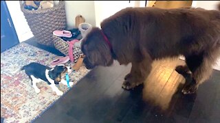 Cavalier puppy shows off his new collar to huge Newfoundland dog