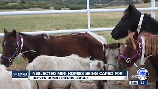 16 adorable mini horses are the latest displaced Houston animals to arrive in Colorado