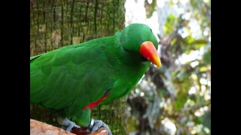 Parrot annoyed after being caught stealing