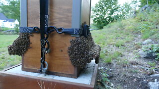 Bear in Bee Yard as I Water Flowers