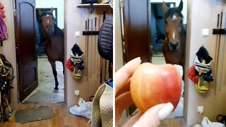 Delightful horse politely asks for an apple