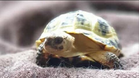 Sabia que tartarugas conseguem fazer escalada?