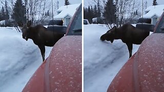 Young bull moose casually chills out in the driveway