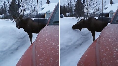 Young bull moose casually chills out in the driveway