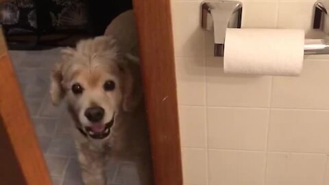 Clingy doggy won't give his owner any privacy