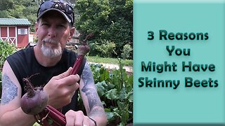 3 Reasons You Might Have Skinny Beets