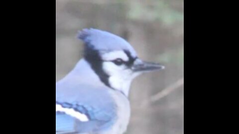 Beautiful Winter Blue Jay
