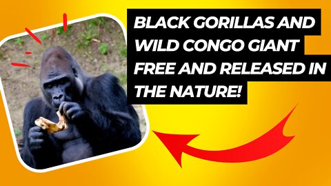 VIDEOS WITH BLACK GORILLAS AND WILD GIANT CONGO FREE AND RELEASED IN THE NATURE!