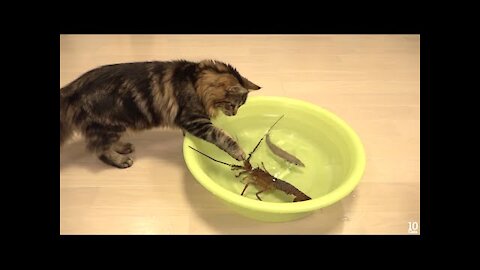 Japanese spiny lobster vs 10 Funny Cat 猫vs伊勢海老