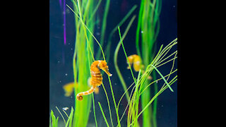 Seahorses for Sale and How to Care for Them