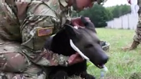 Soldiers from 64th Medical Detachment VSS Participate in K9TCCC