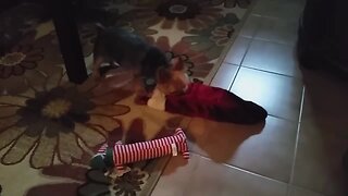 Puppy Can't Wait for Christmas Gifts