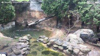 La lontra campionessa di tuffo acrobatico