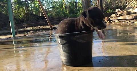 PUPPY IN A BUCKET