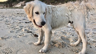 Golden Retriever Puppy Learning to Fetch