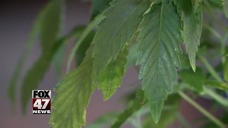 Poll: MI voters support marijuana legalization