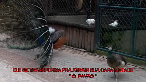 ELE SE TRANSFORMA PARA ATRAIR SUA CARA-METADE " O PAVÃO "