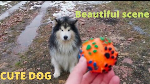 Cute dog || beautiful dog || Animals | beautiful scene