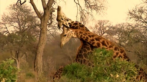 Dominant giraffe bull knocks out his opponent with repeated blows to the head