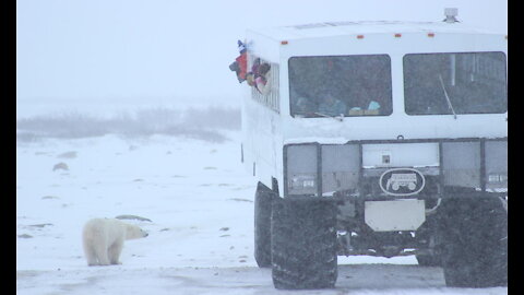 Travels to Churchill, Manitoba to see polar bear