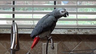 Talking parrot has an amazing gift of gab
