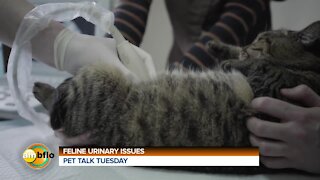 Pet Talk Tuesday - Feline urinary issues