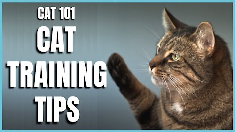 Cats 101 - Basic Cat Training Tips!