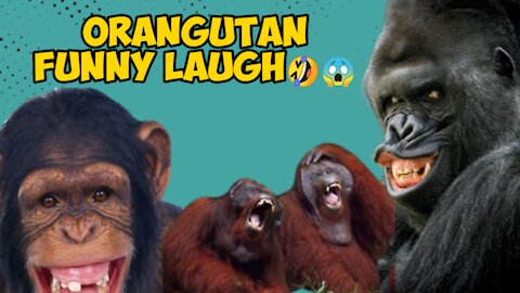 Orangutan Monkey Funny laugh 🤣😱 . ( ANIMAL STUDIO 01)