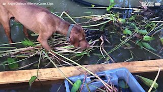 Ce chien se met à l'arrêt face à une grenouille