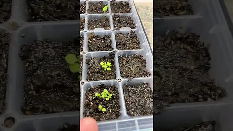 Garden Update (Spring 2023) - 3 Weeks after Starting Seeds