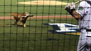 Cane aiuta l'organizzazione durante la partita di baseball