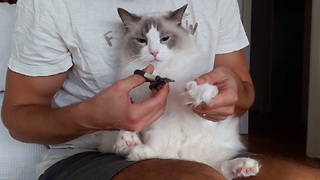 Cat displays incredible tolerance to nail clipping