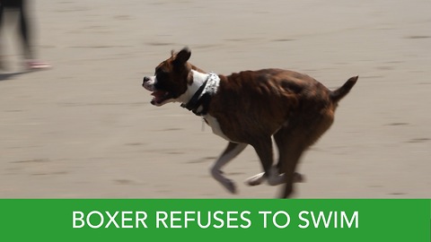 Boxer Wont Go Swimming At the Beach