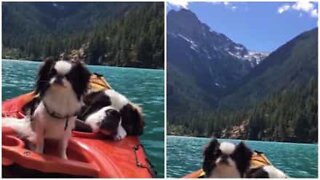 Dogs go by kayak through fantastic landscapes
