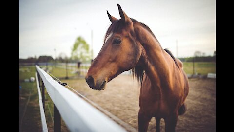 This beautiful horse