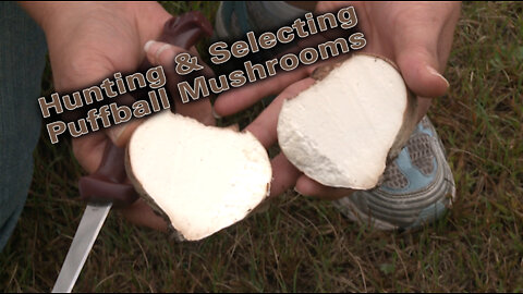 Hunting Puffball Mushrooms