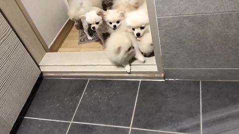 Pomeranians Hesitant About Playing In The Shower