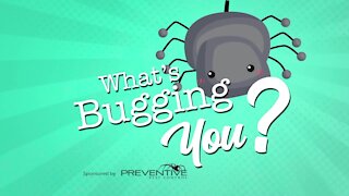 Preventive Pest Control can help get rid of the creepy crawlies bugging you