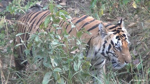Royal Bengal Tiger - #kanha National Park