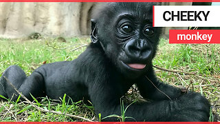 Baby gorilla being a cheeky monkey by sticking her tongue out at the camera