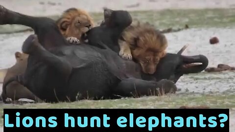 Lions hunt elephants