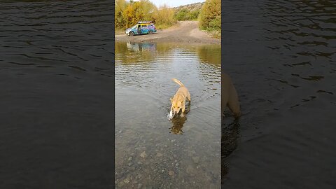 eddie murphy crossing the rio grande #pitbull #ihatewater