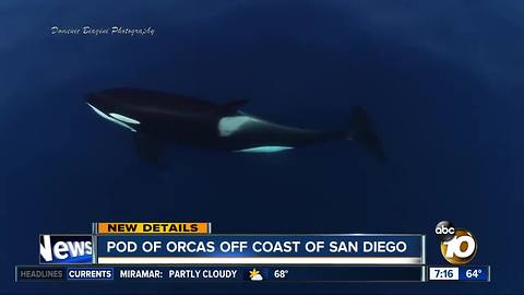 Drone footage shows orcas off San Diego coast