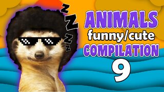 Animals Funny/Cute Compilation #9