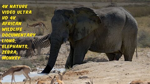 4k Nature Video Ultra hd 4K African Wildlife Documentary Lions, Elephants, Zebra, Monkey