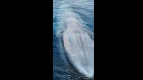 Giant And Beautiful Blue Whale Is So Satisfying To watch