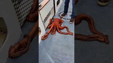 Giant Pacific Octopus!