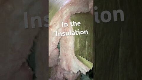 Kittens in the Insulation